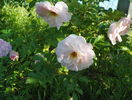 Ritausma