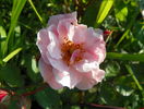 Clair Matin