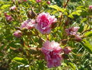 Pink Grootendorst