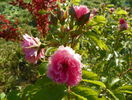 Pink Grootendorst