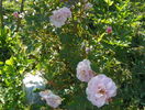 Morden Blush