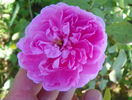 Harlow Carr
