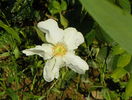rosa paulii