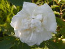 Alba Maxima