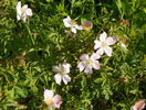 rosa canina