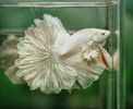 Milky white Rosetail betta fish