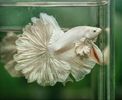 Milky white Rosetail betta fish