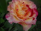 DSCN9409