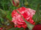 DSCN9410
