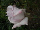 DSCN9414