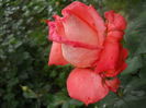 DSCN9420