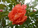 DSCN9421