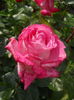 DSCN9435