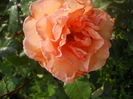 DSCN9438