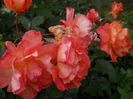 DSCN9444