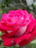DSCN9447