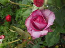 DSCN9454