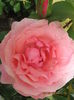 Picture 6238