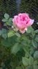 boscobel