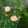 ghislaine de feligonde