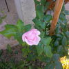 nahema