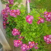 IMG_20160605_082231