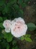 claire rose