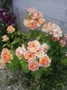 rose de cisterciens