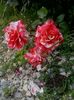 20160603_142509