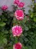 pink intuition