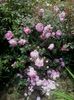 alan titchmarsh
