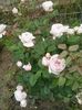 20160604_080336