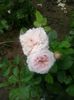 claire rose