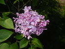 Lilac Ruhm von Horstenstein (`16,Apr.17)