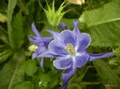 Aquilegia Blue (2016, April 29)