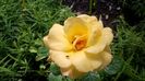 WP_20160604_10_45_47_Pro