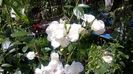 WP_20160605_12_39_20_Pro