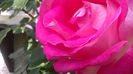 WP_20160605_12_46_39_Pro