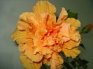 DSC08206