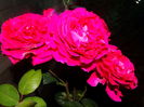 DSC09965