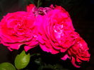 DSC09967