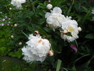 Boule de Neige