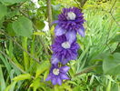 Multiblue