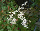 clematis recta purpurea
