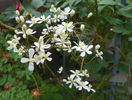 clematis recta purpurea