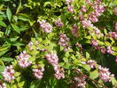 deutzia Strawberry Fields
