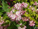 deutzia Strawberry Fields