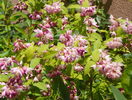 deutzia Strawberry Fields