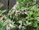 weigela florida variegata