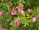 Rosarium Uetersen